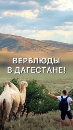 Встретили верблюдов в Дагестане!