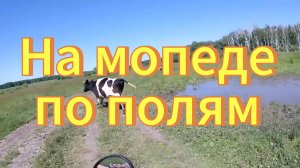 На мопеде по полям. Природа Новосибирской области. Сибирские просторы.