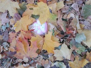 показывай все свои лапы на улиц евместе с подругой.