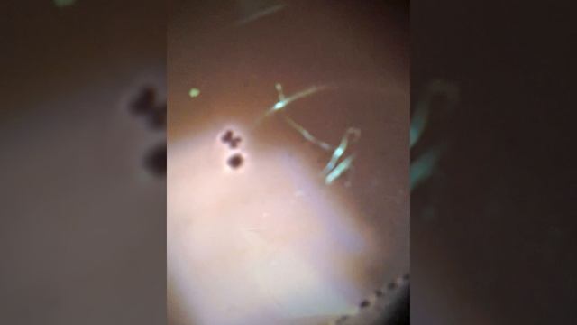 новая теория эдс. -- оптическая илюзия смотреть онлайн