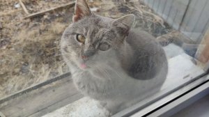 Котофей Иванович