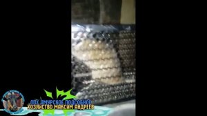 Отличная Крысыловка