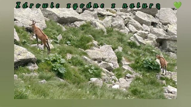 53. Gerlach i moje zejście w dolinę. смотреть онлайн