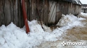 КУПИЛИ НОВУЮ МАШИНУ !РОДИЛИСЬ ЕЩЕ ТРИ ТЕЛЕНКА!ГОЛУБАЯ ТЕЛОЧКА!ЧЕСТНО -НЕ ЗНАЮ КАК ПЕРЕЖИТЬ ЭТУ ЗИМУ