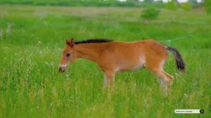 Коран сура Фатыр видео 4к Миншави -Minshawiy