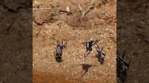 Бабочка Лампроптера Мегес: Величественный "Драконий Хвост" в Полёте 🦋🌿