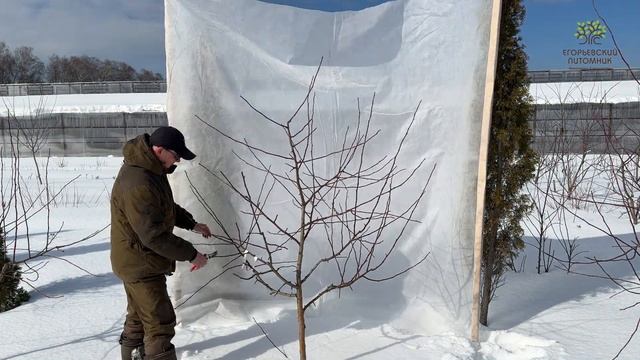 Весенняя обрезка яблони в полях Егорьевского питомника Никитенко Александра.