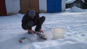 Чистка судака, Бандик гуляет, кот ест.