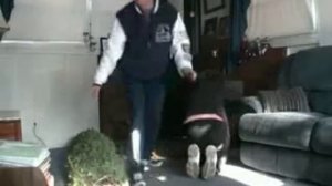 прикол разбил вазу