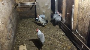 Куры несушки на продажу