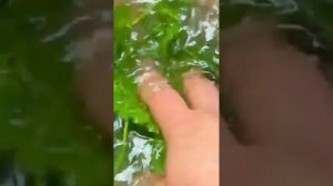 Зелень опасна ⚠️