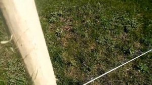 Установили столбы и протянули шнур для электро пастуха