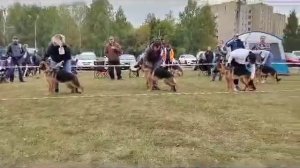 09.09.2023. Саранск. Вольфенкрафт Черокки