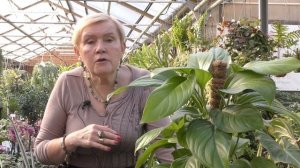 Монстера Карвинского