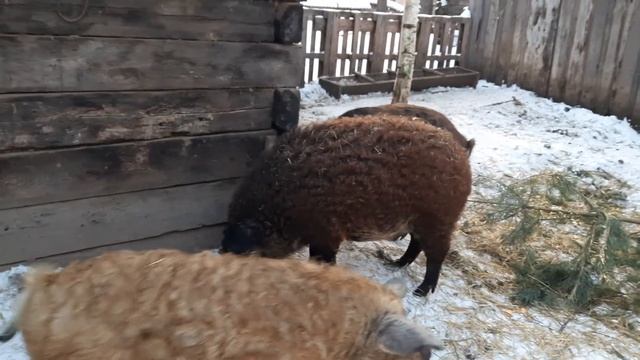 Венгерская  мангалица и витаминная сосна