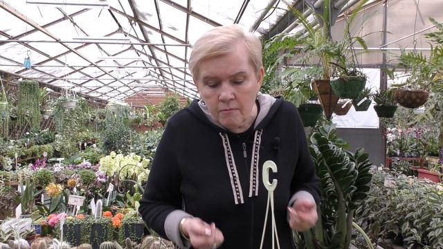 Размножение. Сансевиерия и фикус пестролистный ампельный .