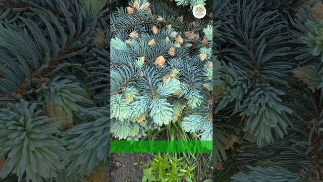 Новогодняя ель в сад. Карликовый сорт Глаука Глобоза #shorts #дача #сад  #ель