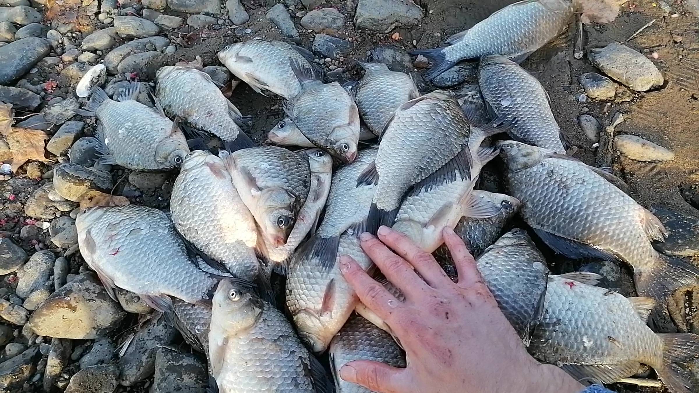 Бешенный клёв КРУПНОГО карася. Рыбалка на КАРАСЯ - наживка червь и кукуруза. Река Амур село Вятское. смотреть онлайн