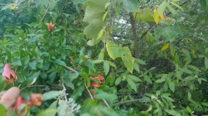 Гранат, на 03.09.2024 г.