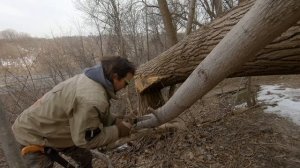 Trailbuilding 101; Silky Zubat Hand Saw 1 Year Review