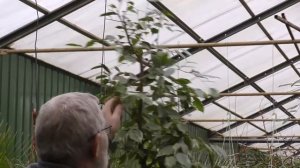 Обрезка фикусов.