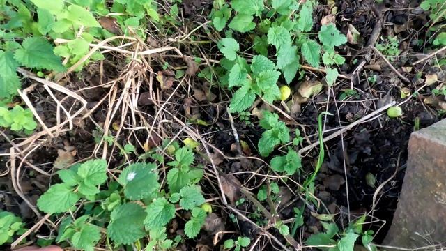 Нижний Оздик .Ингушетия