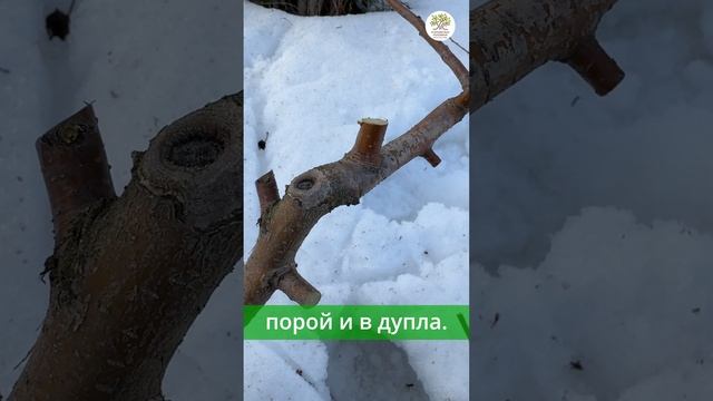 Весенняя обрезка, 15 ошибок, часть 2 #shorts