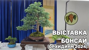 Выставка  бонсай на Орхидиуме (осень 2024)