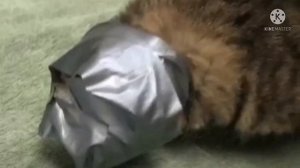 Ей замотали голову скотчем и выбросили на улицу умирать...