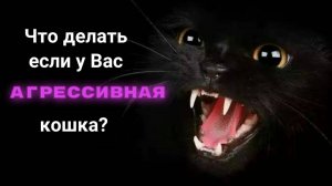 что делать если у вас агрессивная кошка