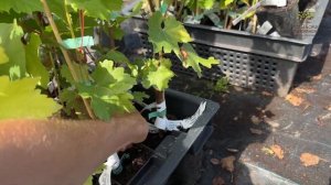 Обновленный ассортимент Винограда плодового в Егорьевском питомнике Никитенко Александра