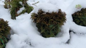 Как в Егорьевском питомнике Никитенко Александра сохраняют туи зимой