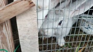 Распродажа кроликов