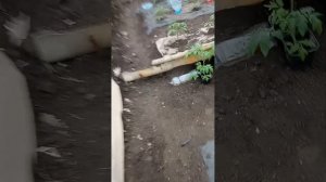 томаты под черной пленкой в теплице