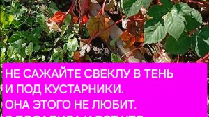 Фатальная ошибка при посадке свеклы весной. Повторив ее останетесь без урожая