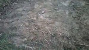 Как сделать и установить ловушку на фазана.