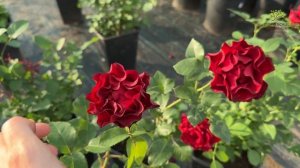 Роза чайно-гибридная Омаж а Барбара в Егорьевском питомнике Никитенко Александра