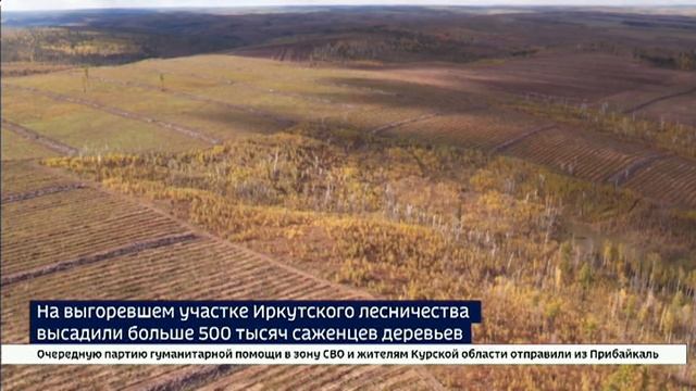 Компенсационное лесовосстановление: ООО «СЕРВИСТА» выполнила работы для ООО «Полюс Сухой лог»
