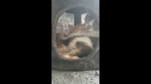 Приколы недели 24.31 Забавные животные