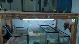 Подключил 14 аквариумов к одному компрессору фирмы Sera, что в итоге получилось?