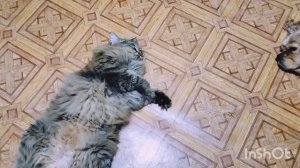 Мася с Арчи крепко спят