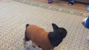 Ларсик - щелк да щелк зубами) молчаливый разговор