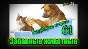 Забавные животные  / Подборка видео №61