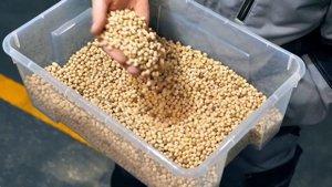 Сортировка нут на ФОТОСЕПАРАТОРЕ VSEE