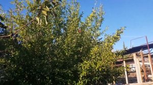 Гранат перегрузил в 2022г. Вот результат.