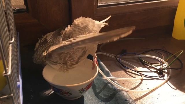 Ванна маленькая, а то бы вместе искупались!🦜❤️#подпишись #комментарии #лайк