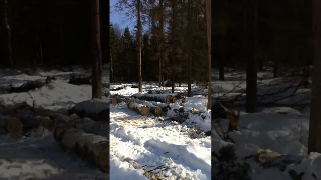 Лосиная оцилиндровка бревен