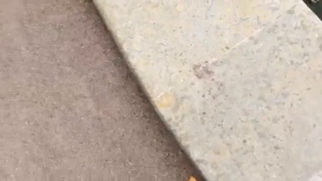 Петергоф фонтаны утки смотреть онлайн