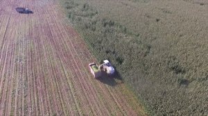 Уборка кукурузы на силос.