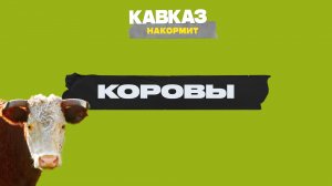 Кавказ накормит: коровы